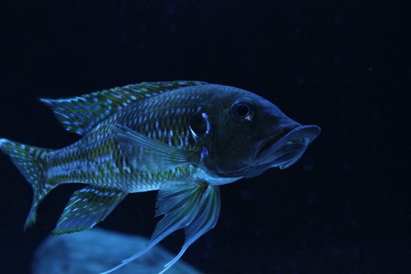 Gnathochromis permaxillaris 'Zambia'